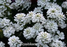 イベリス:3月15日の誕生花