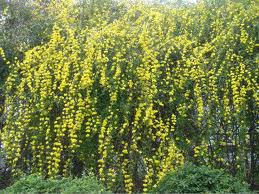 エニシダ:3月12日の誕生花