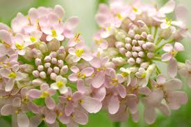 キャンディタフト:3月14日の誕生花