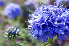 ギリア:3月5日の誕生花