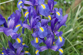 アイリス:3月18日の誕生花