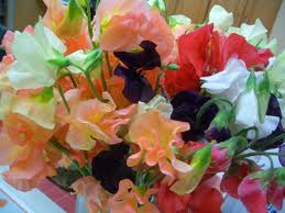 スイートピー:3月20日の誕生花