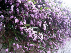 ハーデンベルギア：３月２２日の誕生花