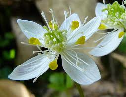 オウレン:3月25日の誕生花