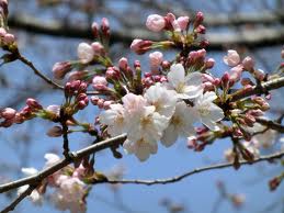 ソメイヨシノ:3月28日の誕生花