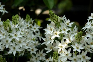 オーニソガラム・シルソイデス:3月24日の誕生花