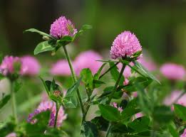 アカツメクサ:4月7日の誕生花