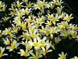 イキシア:4月20日の誕生花