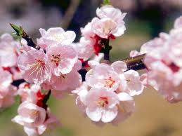 アンズ:4月12日の誕生花