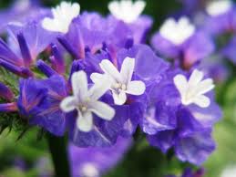 スターチス:4月29日の誕生花