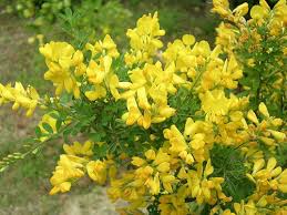 エニシダ:4月28日の誕生花