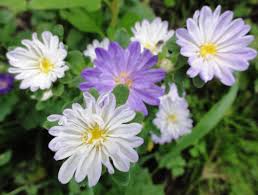 アスター:4月22日の誕生花