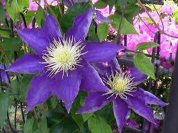 クレマチス:4月10日の誕生花