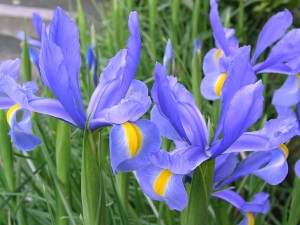 アイリス：４月１７日の誕生花