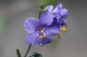 ハナシノブ:4月11日の誕生花