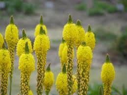 ブルビネラ:4月16日の誕生花