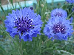 ヤグルマギク:4月19日の誕生花