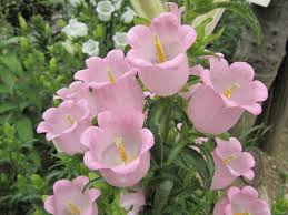 カンパニュラ:4月23日の誕生花