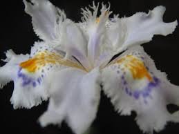 コチョウカ:4月25日の誕生花