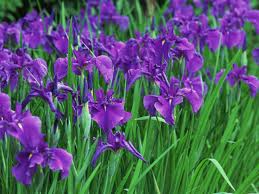 アヤメ:5月18日の誕生花