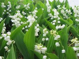 スズラン:5月1日の誕生花