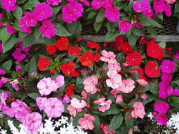 インパチェンス:5月3日の誕生花