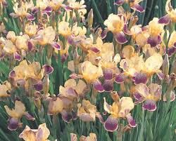 アイリス:5月10日の誕生花