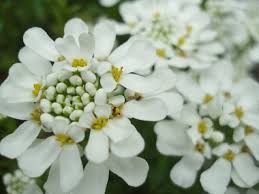 イベリス:5月14日の誕生花