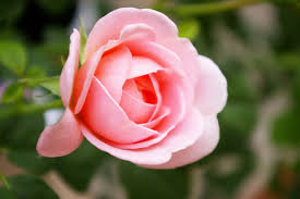 ローズ:5月15日の誕生花