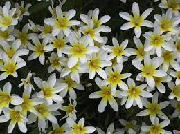 イキシア:5月16日の誕生花