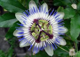 トケイソウ:6月27日の誕生花