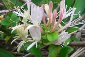 スイカズラ:6月30日の誕生花