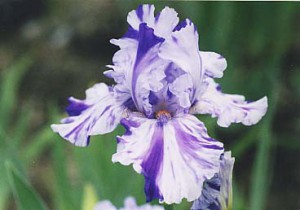 ジャーマンアイリス:5月29日の誕生花
