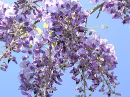 フジ:5月31日の誕生花