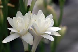 チューベローズ:6月1日の誕生花