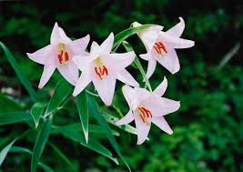 ササユリ:6月2日の誕生花