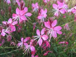 ガウラ:6月9日の誕生花