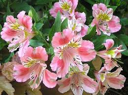 アルストロメリア:6月11日の誕生花