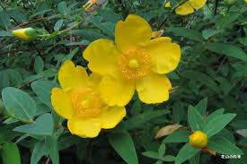 キンシバイ:6月15日の誕生花