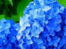 アジサイ:6月17日の誕生花