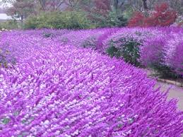 アメジストセージ:6月19日の誕生花