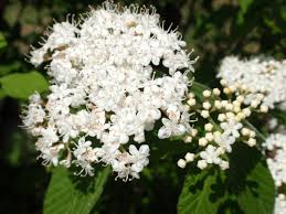 ガマズミ:6月22日の誕生花