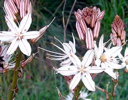 アスフォデル:7月11日の誕生花