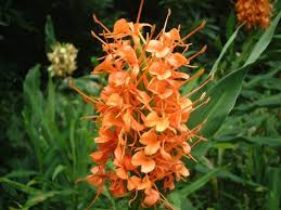 ジンジャー:7月23日の誕生花