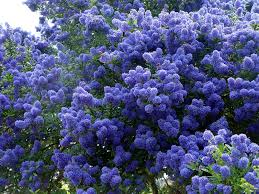 セアノサス:7月5日の誕生花