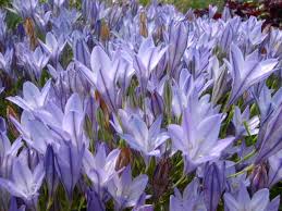 ブローディア:7月2日の誕生花