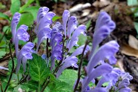 タツナミソウ:7月3日の誕生花