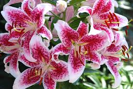 カノコユリ:7月4日の誕生花