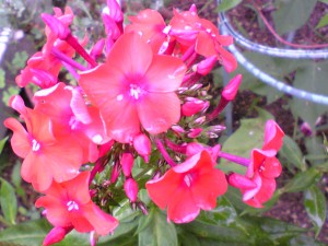 ニコチアナ：７月８日の誕生花