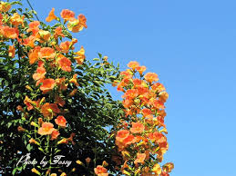 ノウゼンカズラ:7月14日の誕生花